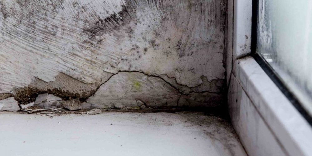 Quel produit pour traiter les pommiers ?